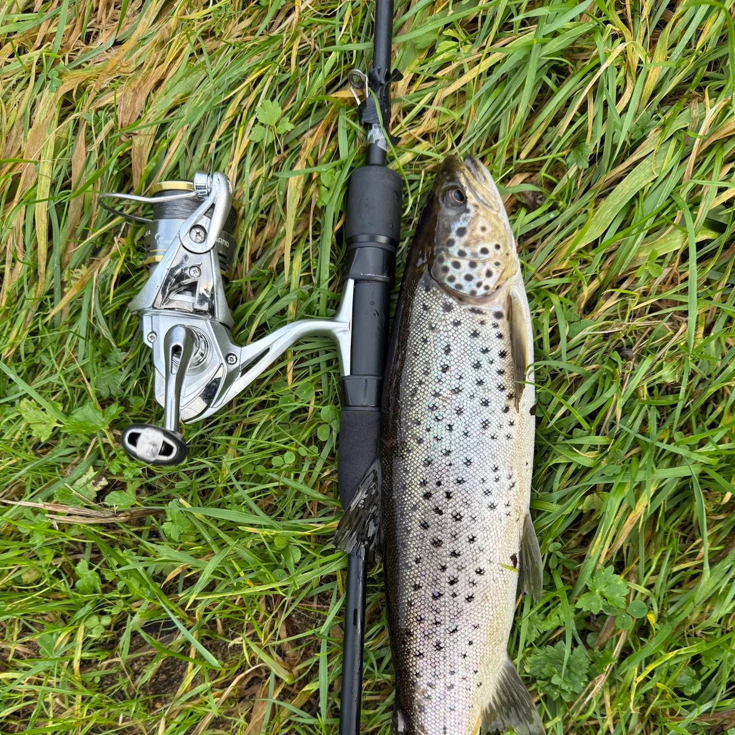 Brown trout caught on Fishbrain