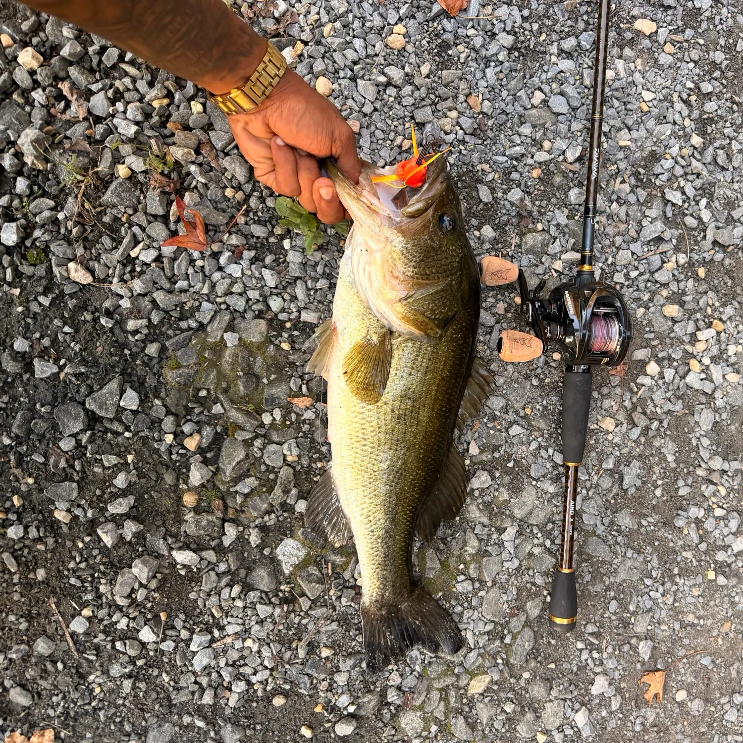 Largemouth bass caught on Fishbrain