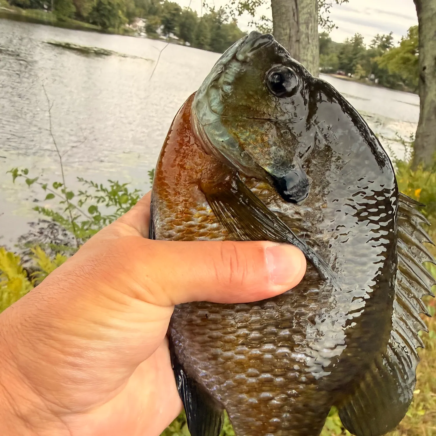 Bluegill caught on Fishbrain