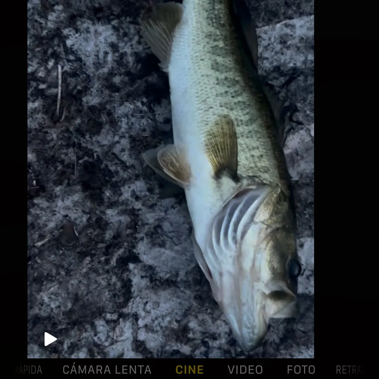 recently logged catches