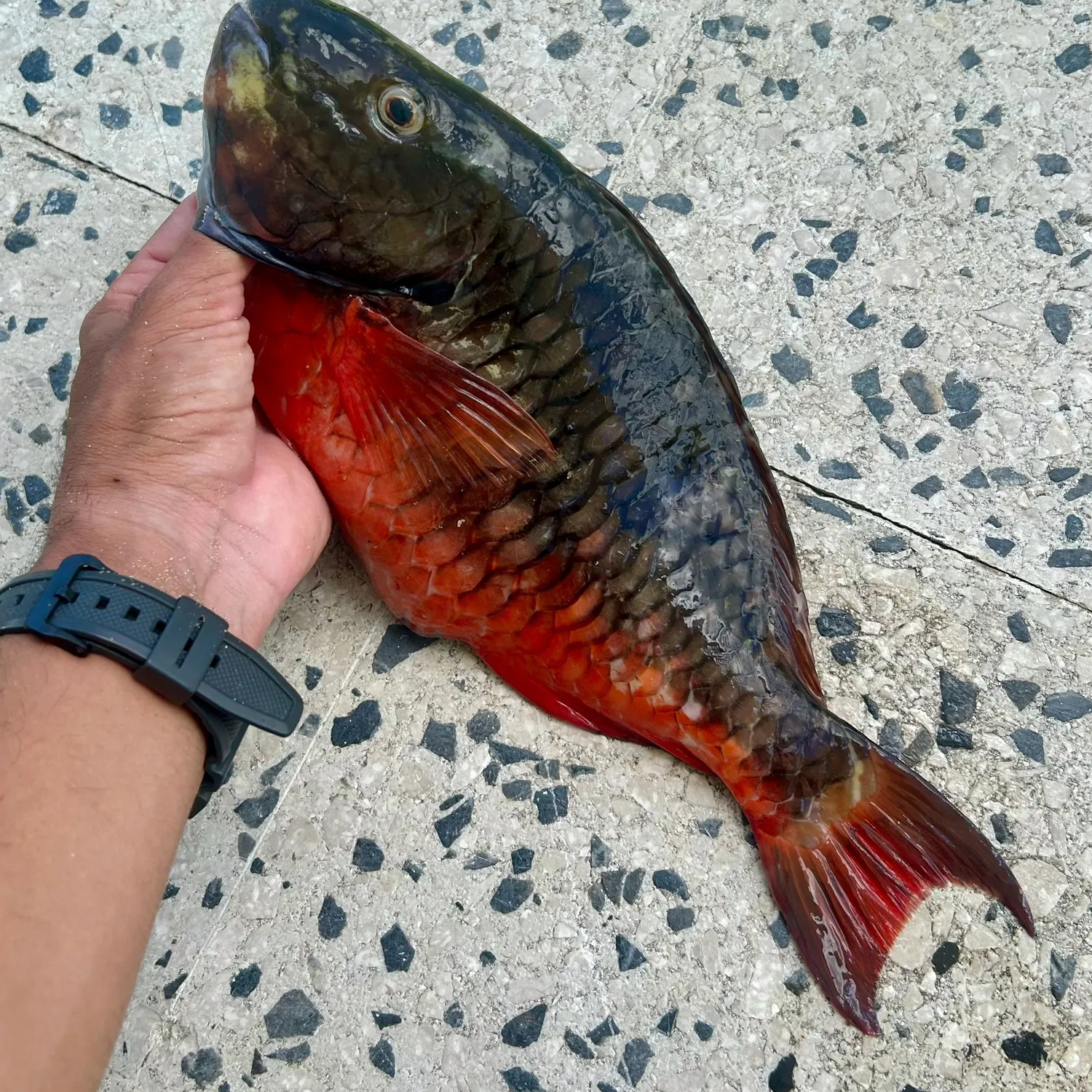 recently logged catches