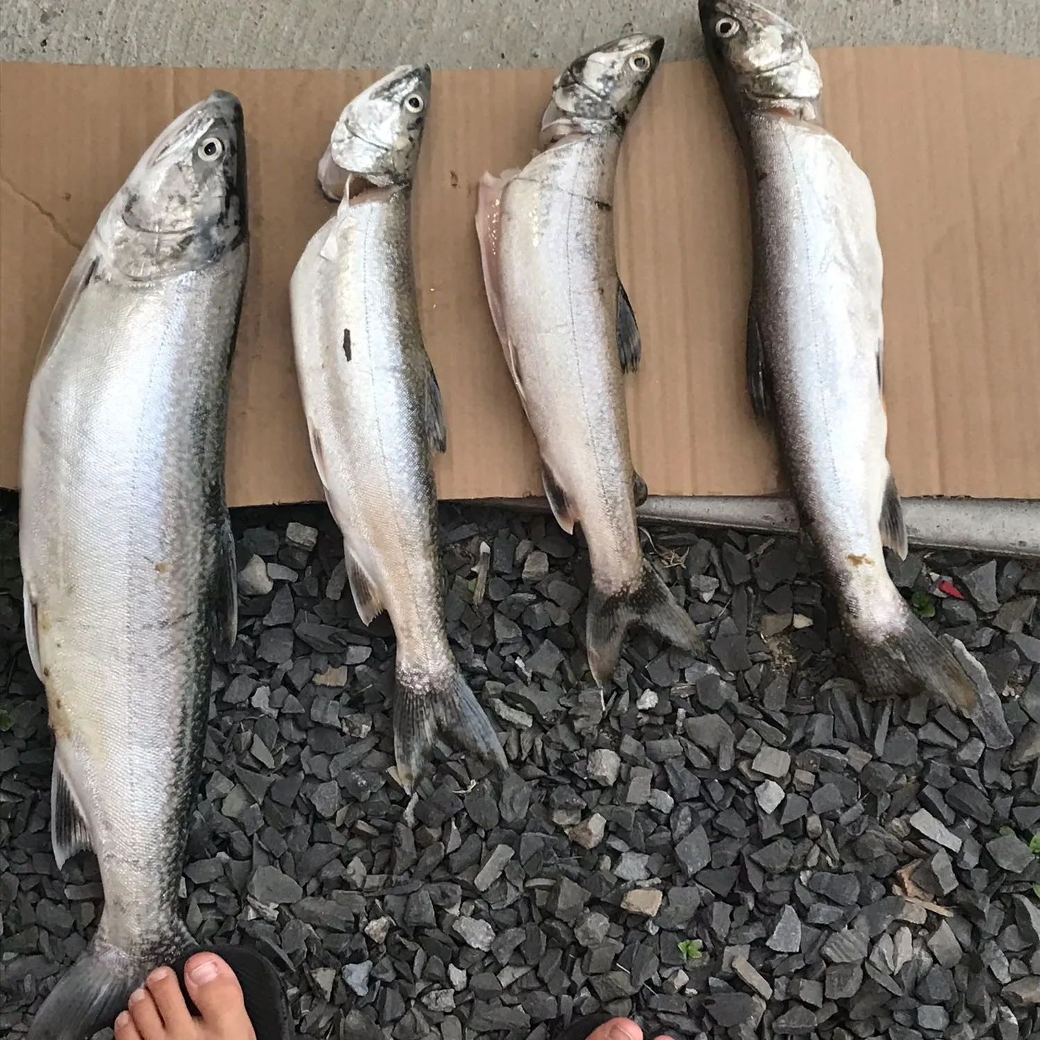 recently logged catches