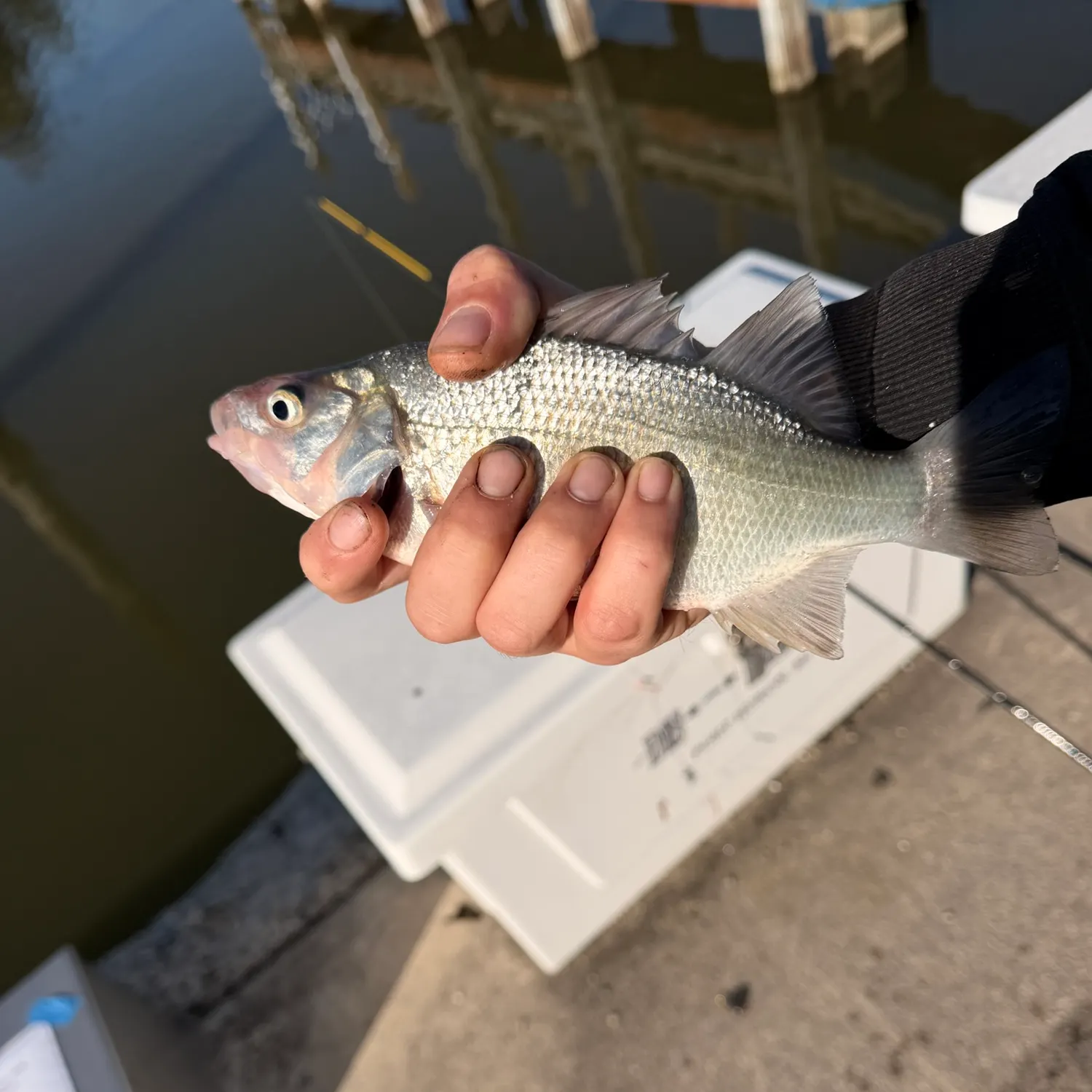 White perch caught on Fishbrain