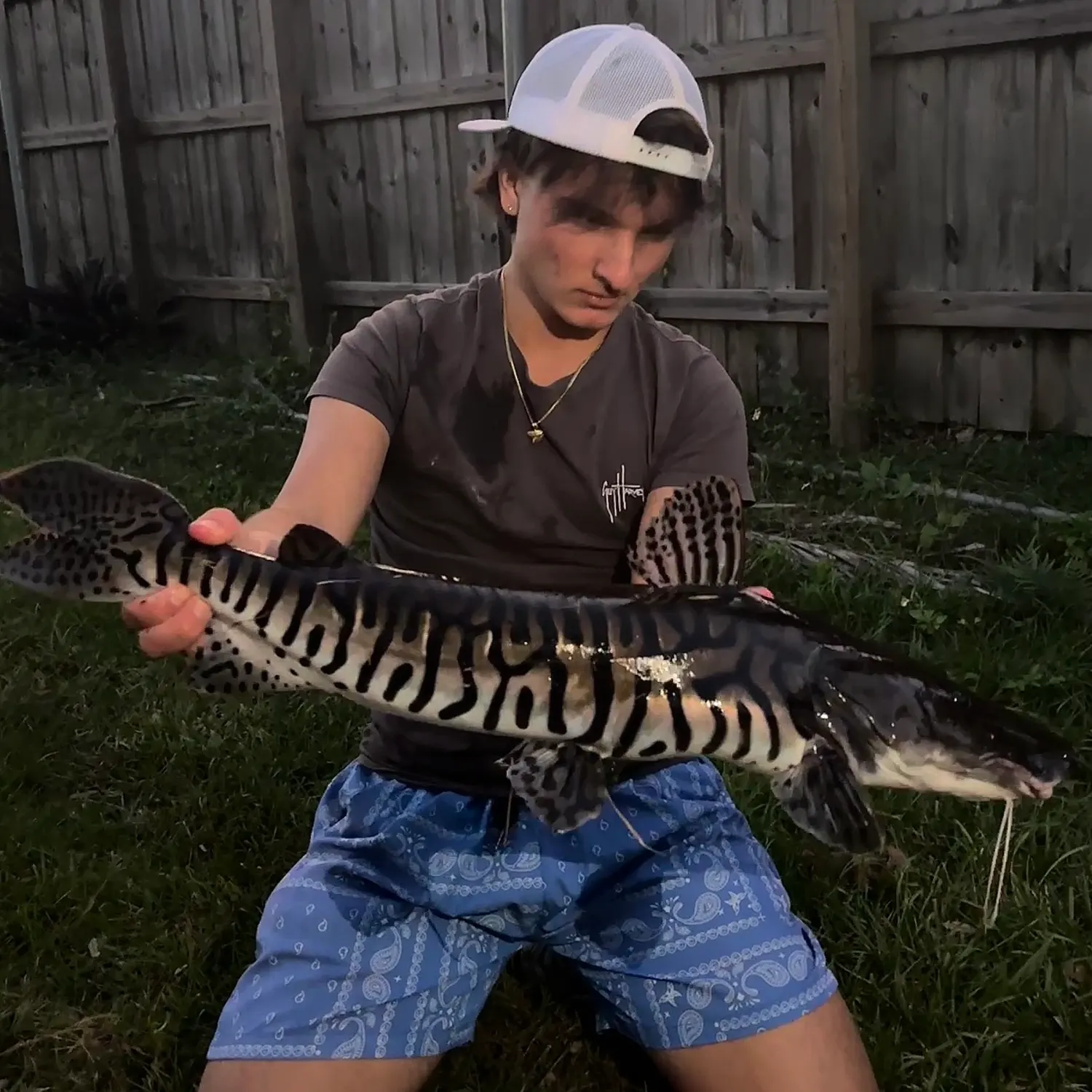 The most recent Tiger sorubim catches on Fishbrain