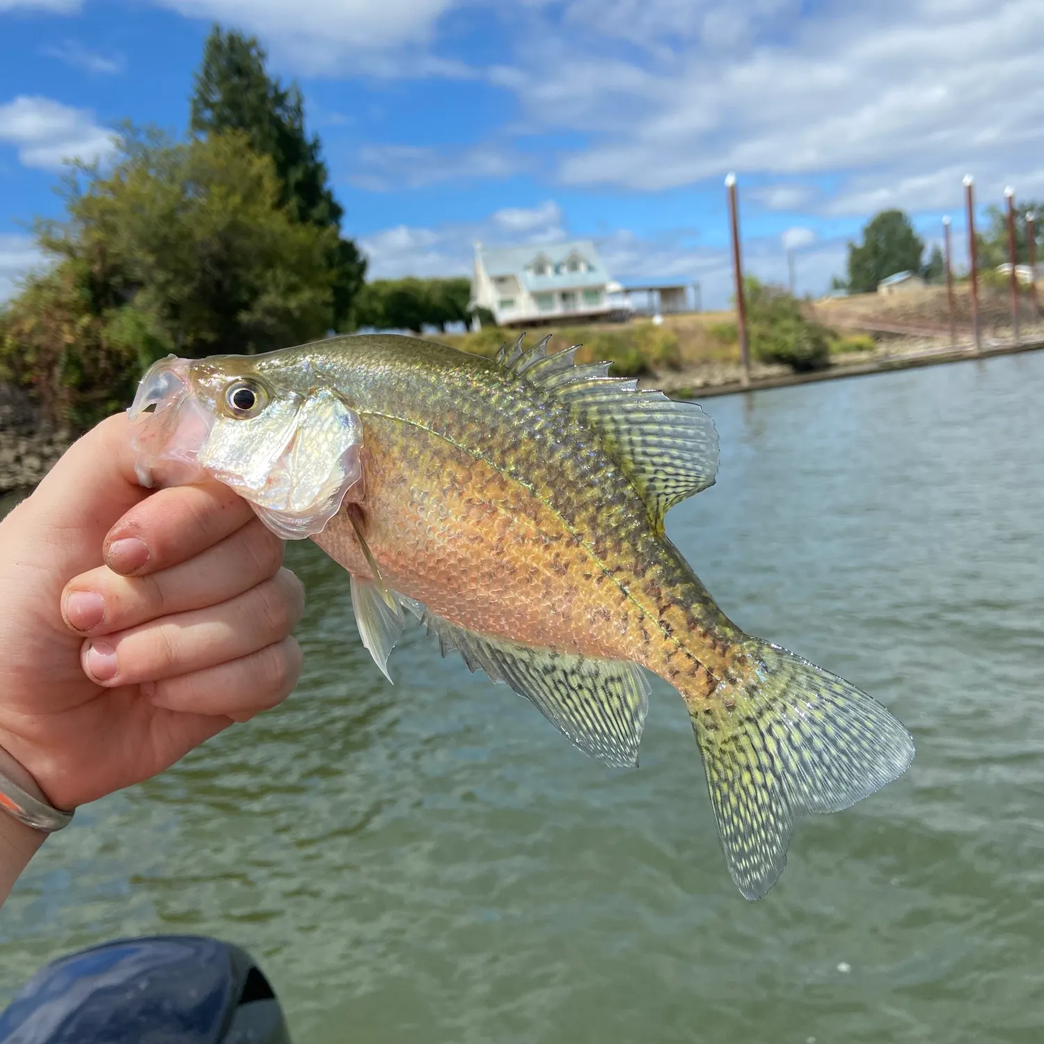 Black crappie caught on Fishbrain