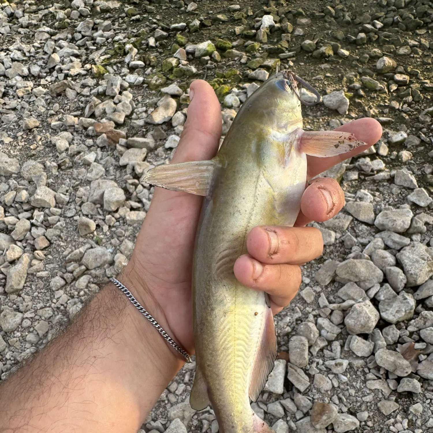 Channel catfish caught on Fishbrain