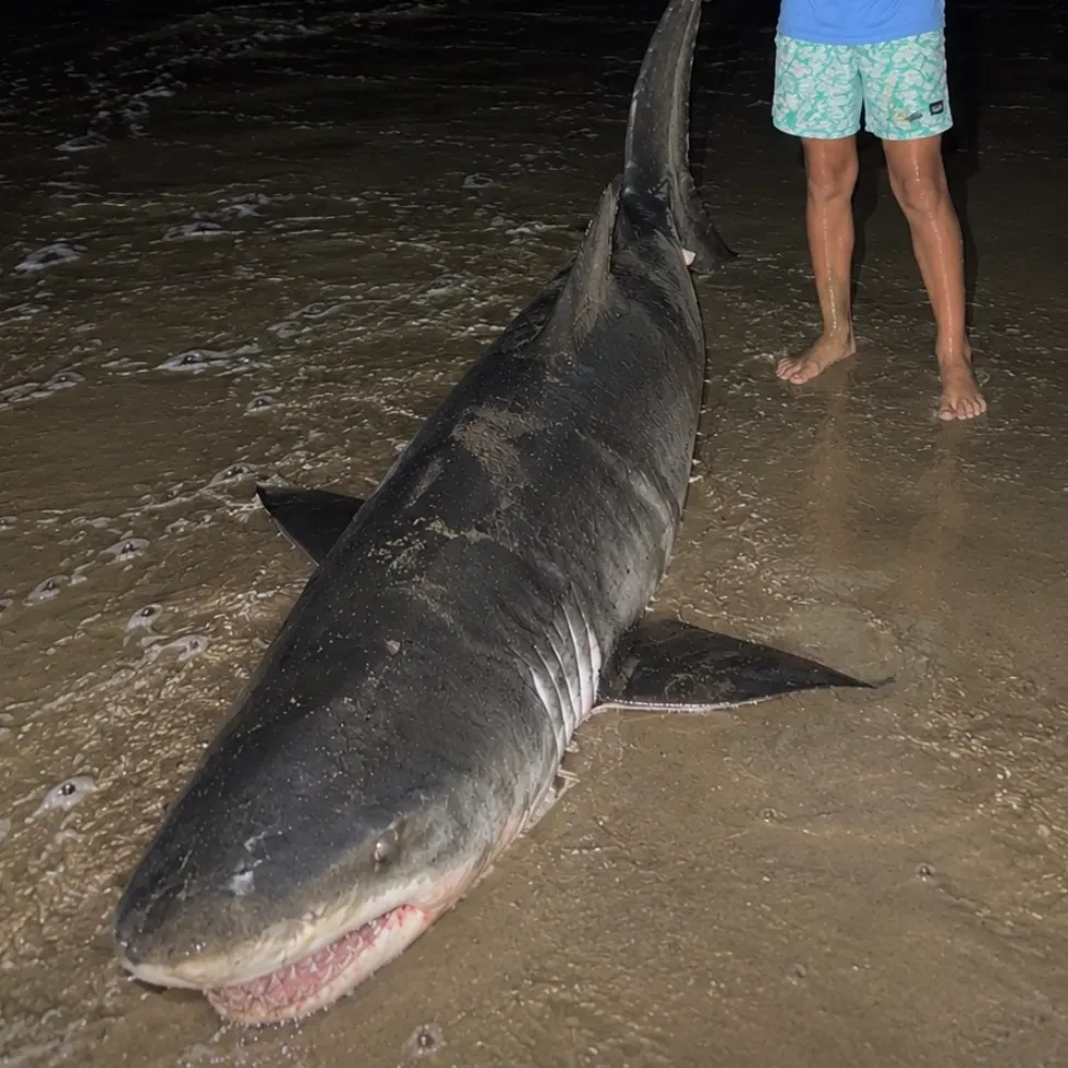 Great white shark caught on Fishbrain