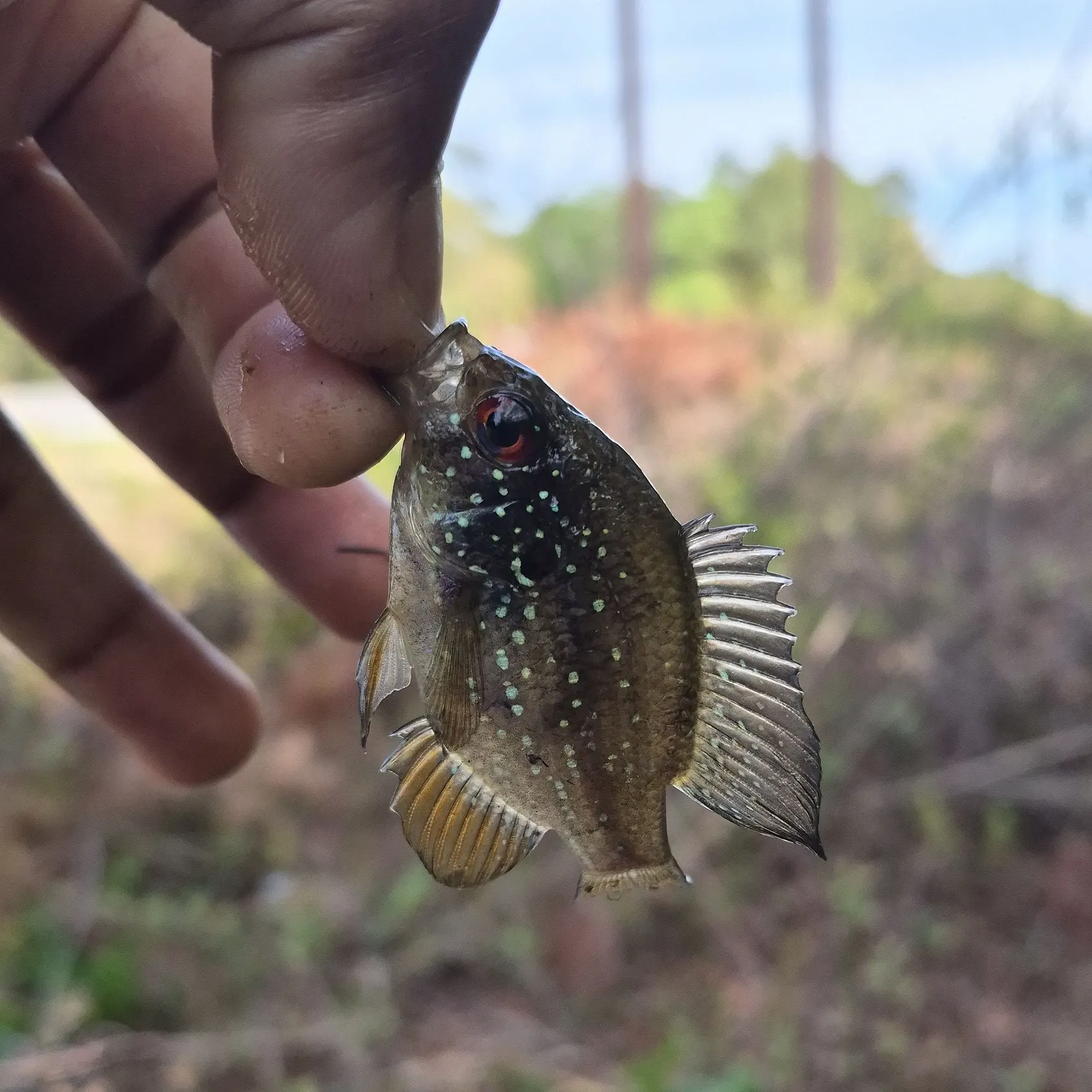 The most recent Bluespotted sunfish catches on Fishbrain