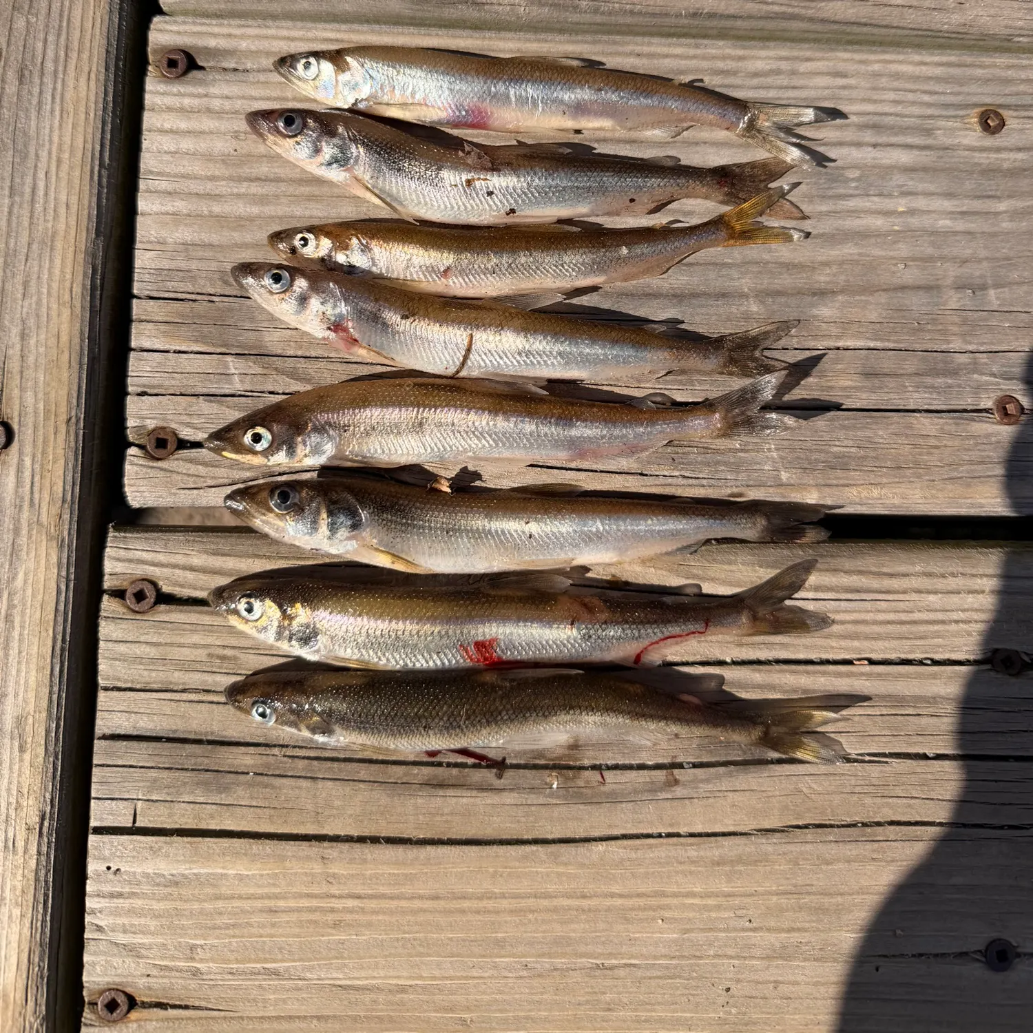 recently logged catches