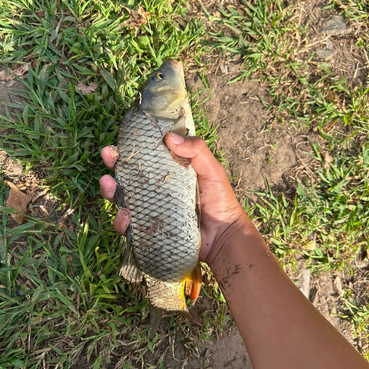 Common carp caught on Fishbrain