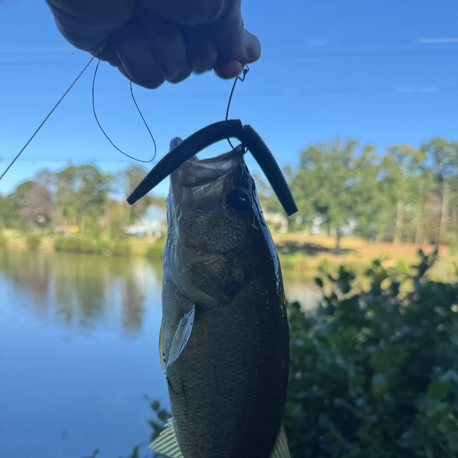 Largemouth bass caught on Fishbrain