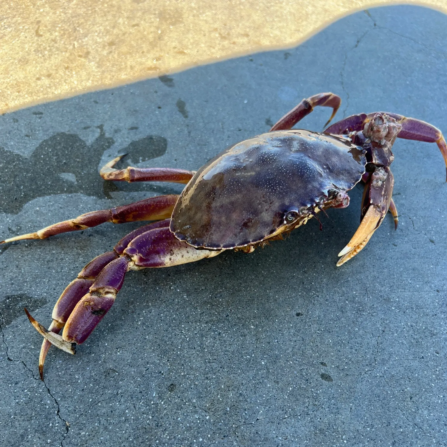 The most recent Dungeness crab catches on Fishbrain