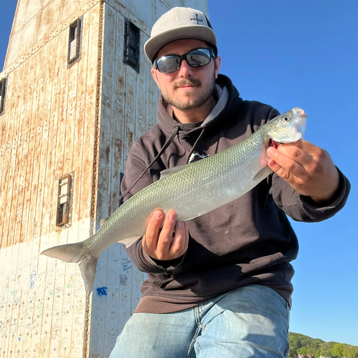 The most recent Northern cisco catches on Fishbrain