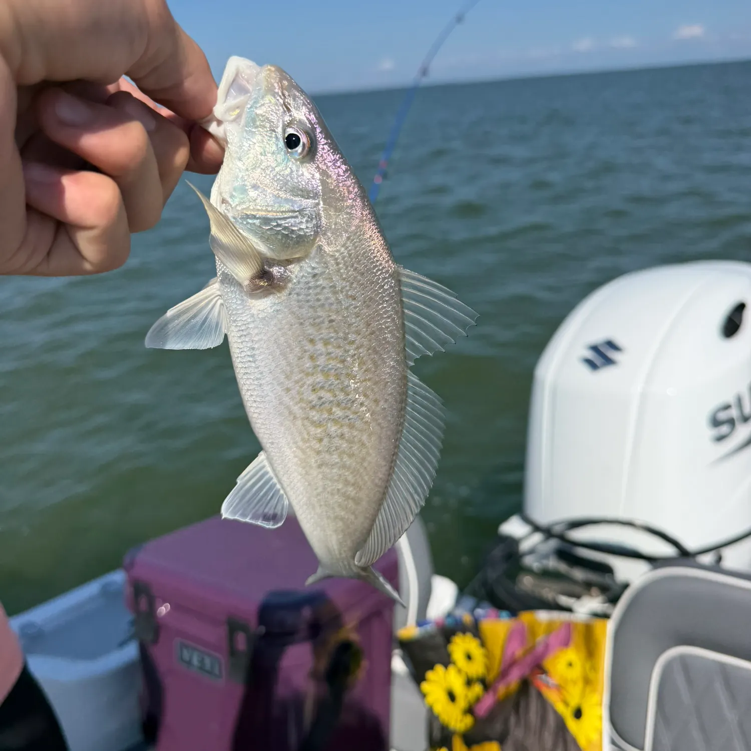 Atlantic croaker caught on Fishbrain