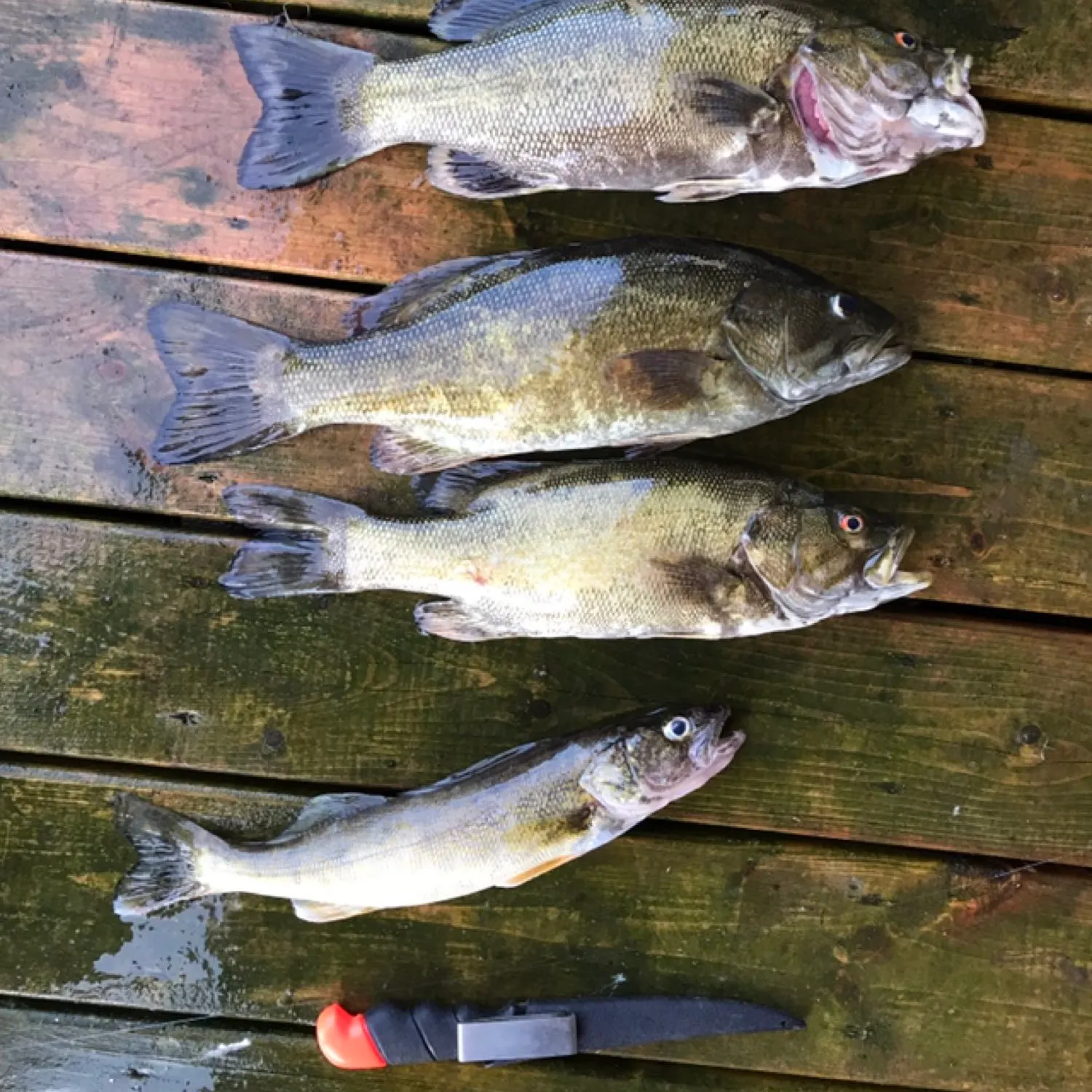 recently logged catches