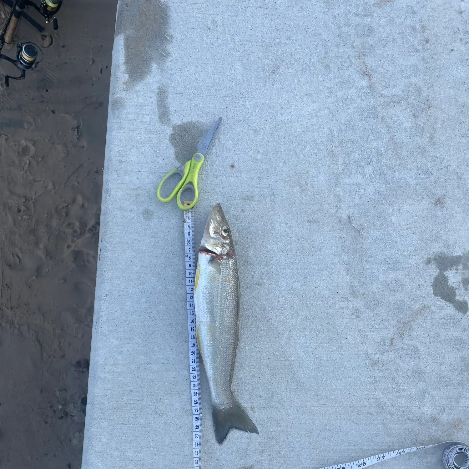 Sand sillago caught on Fishbrain
