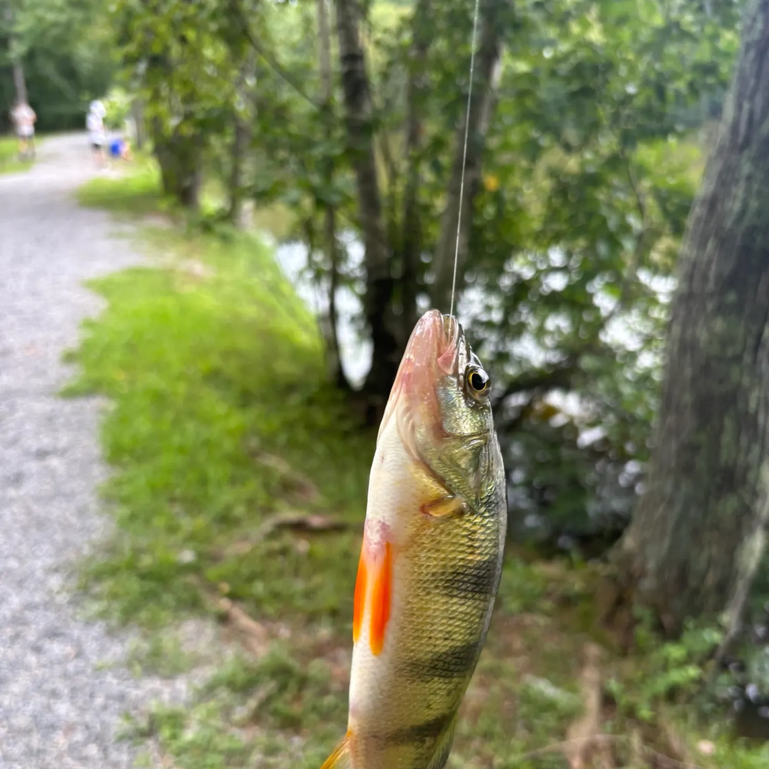 Yellow perch caught on Fishbrain