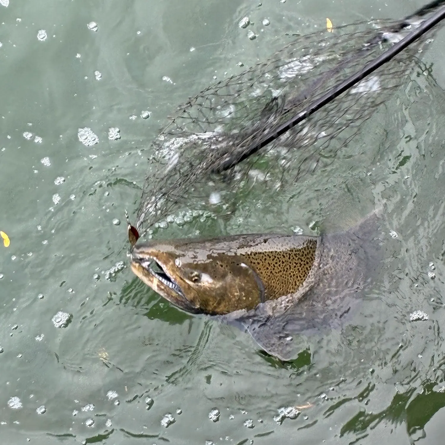 Chinook salmon caught on Fishbrain