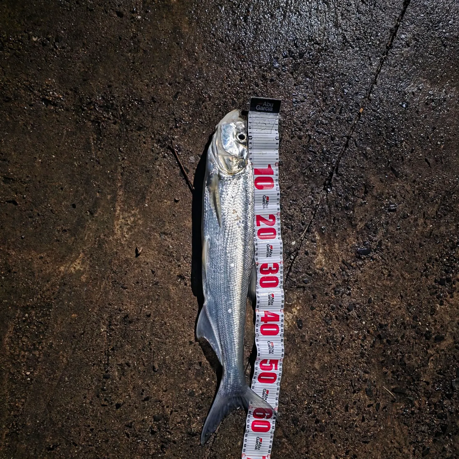 The most recent Predatory carp catches on Fishbrain