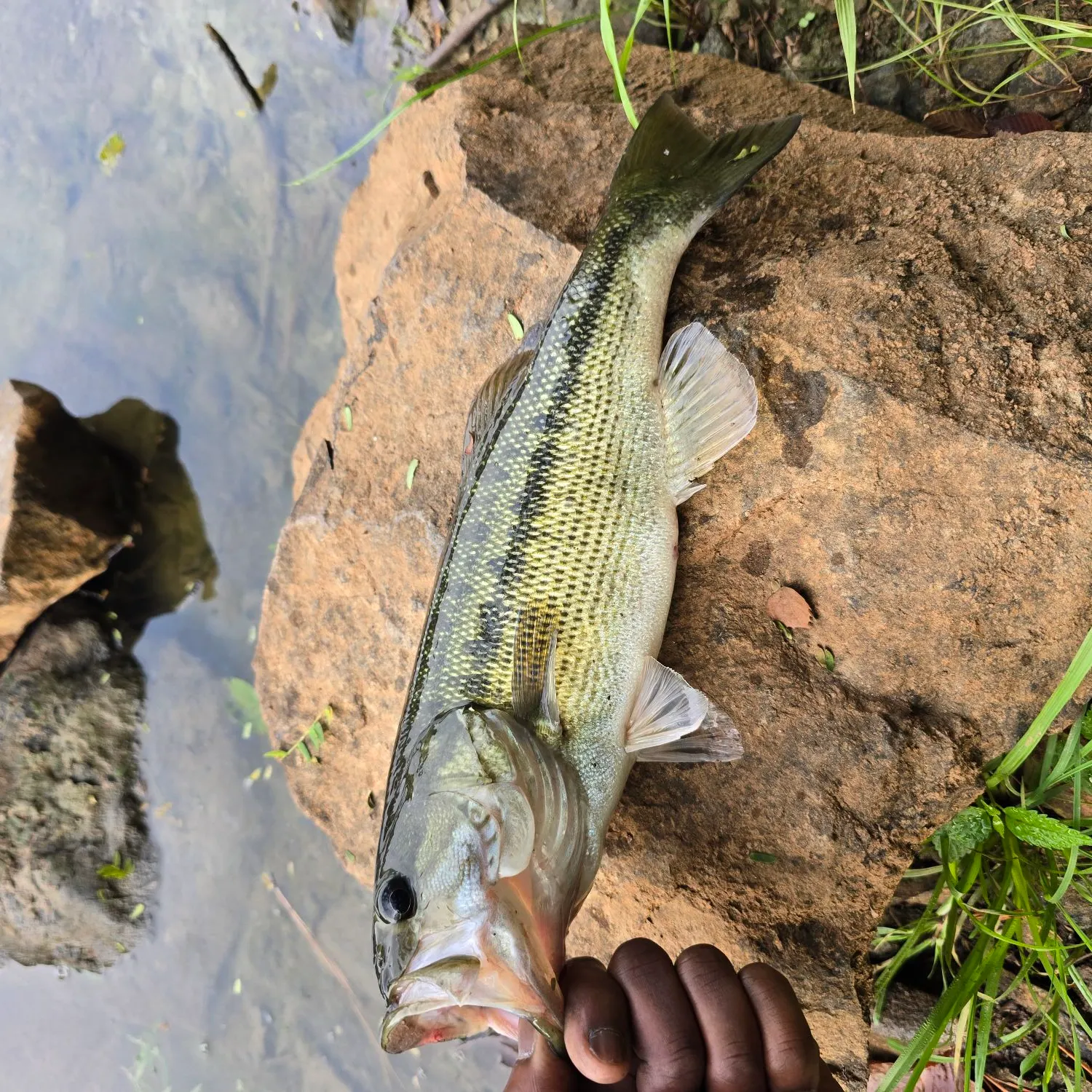 Spotted bass caught on Fishbrain