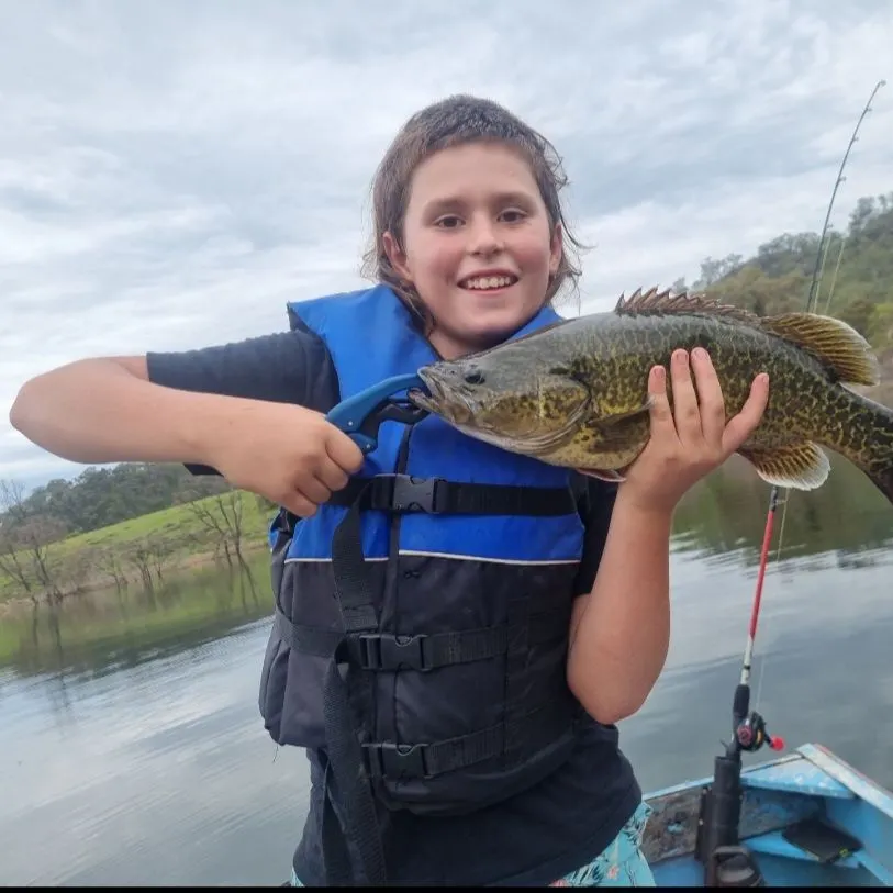 The most popular recent Murray cod catch on Fishbrain