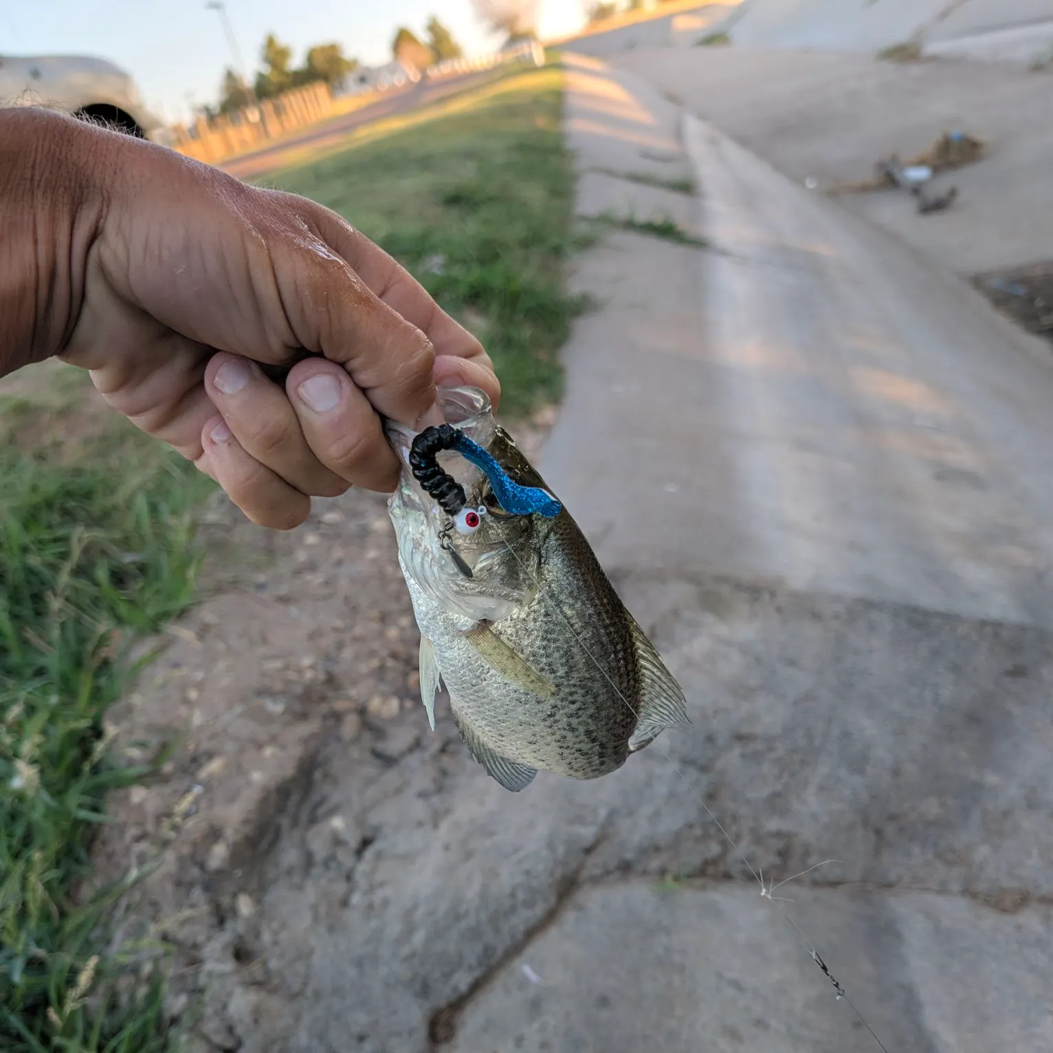 Black crappie caught on Fishbrain