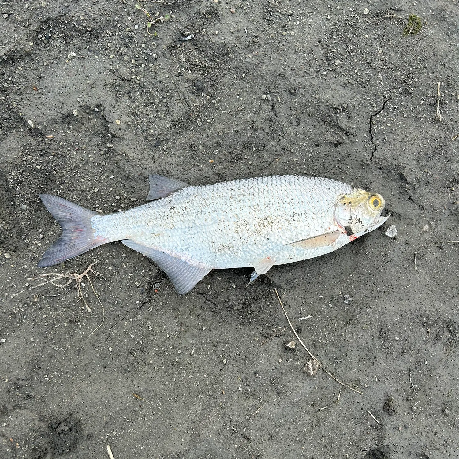 The most recent Goldeye catches on Fishbrain