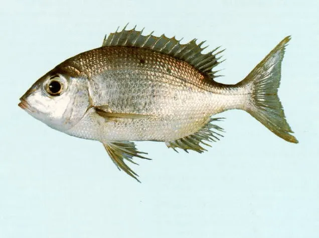 Grey large-eye bream