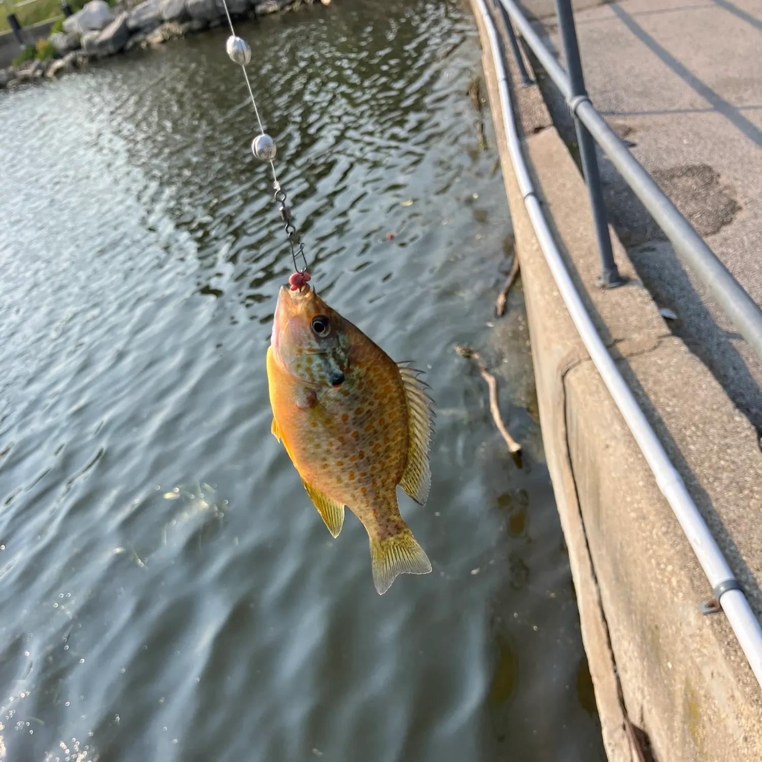The most recent Orangespotted sunfish catches on Fishbrain