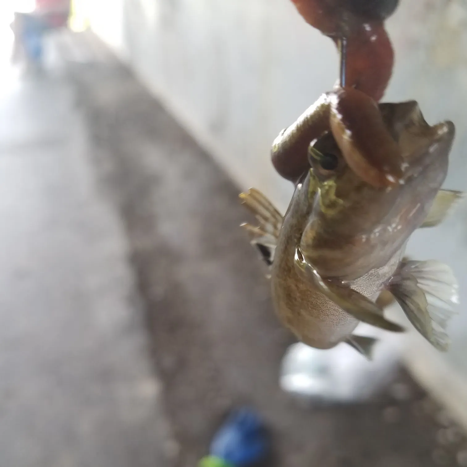 Fish caught on Fishbrain