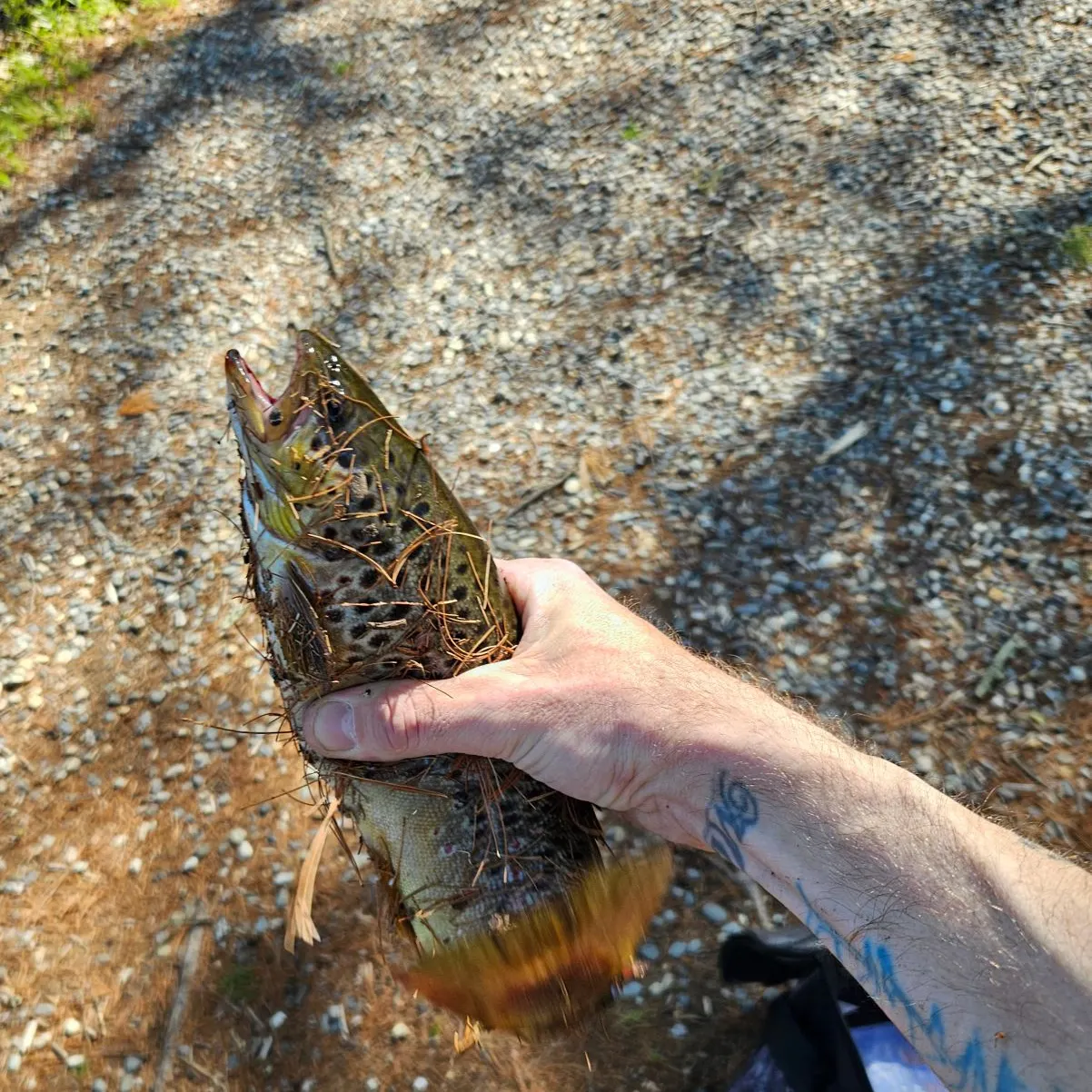 catch