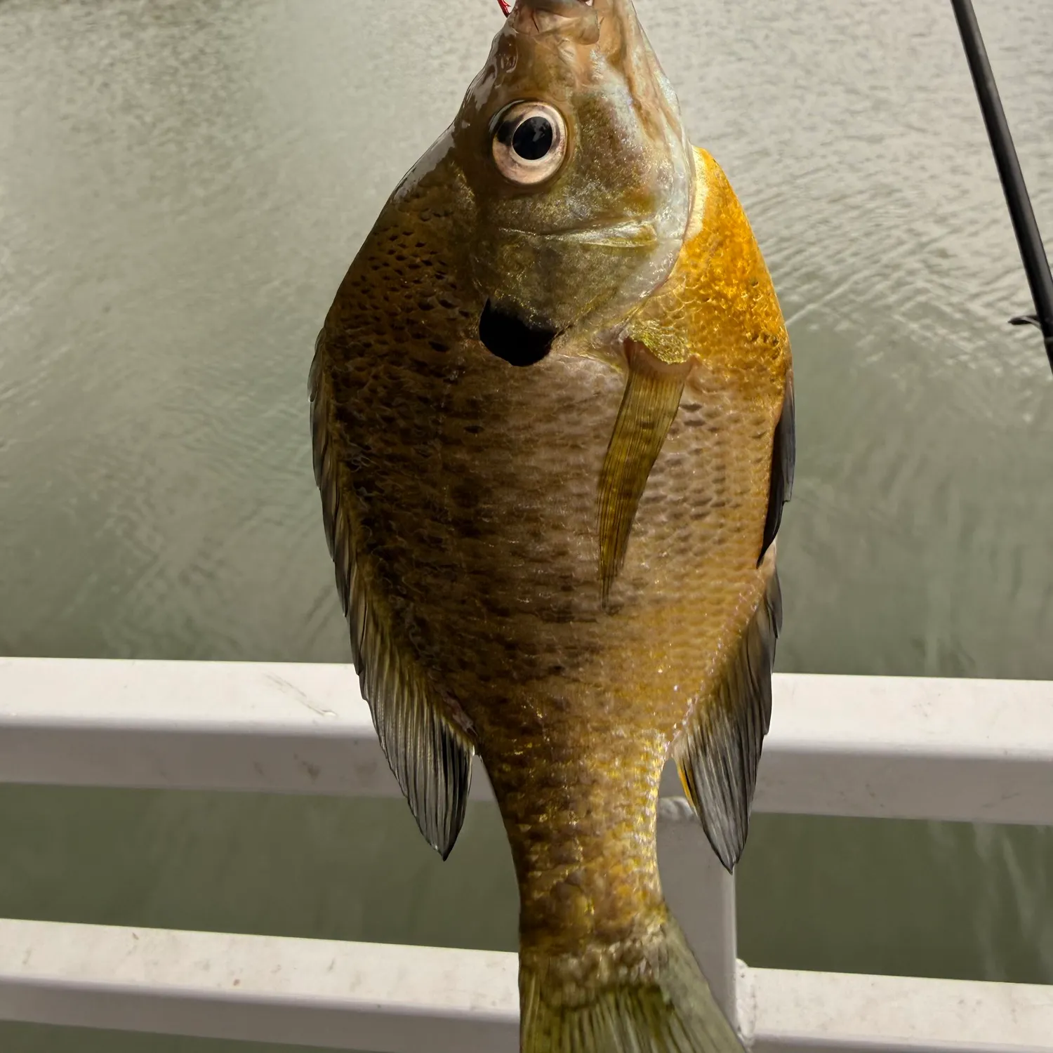 Bluegill caught on Fishbrain