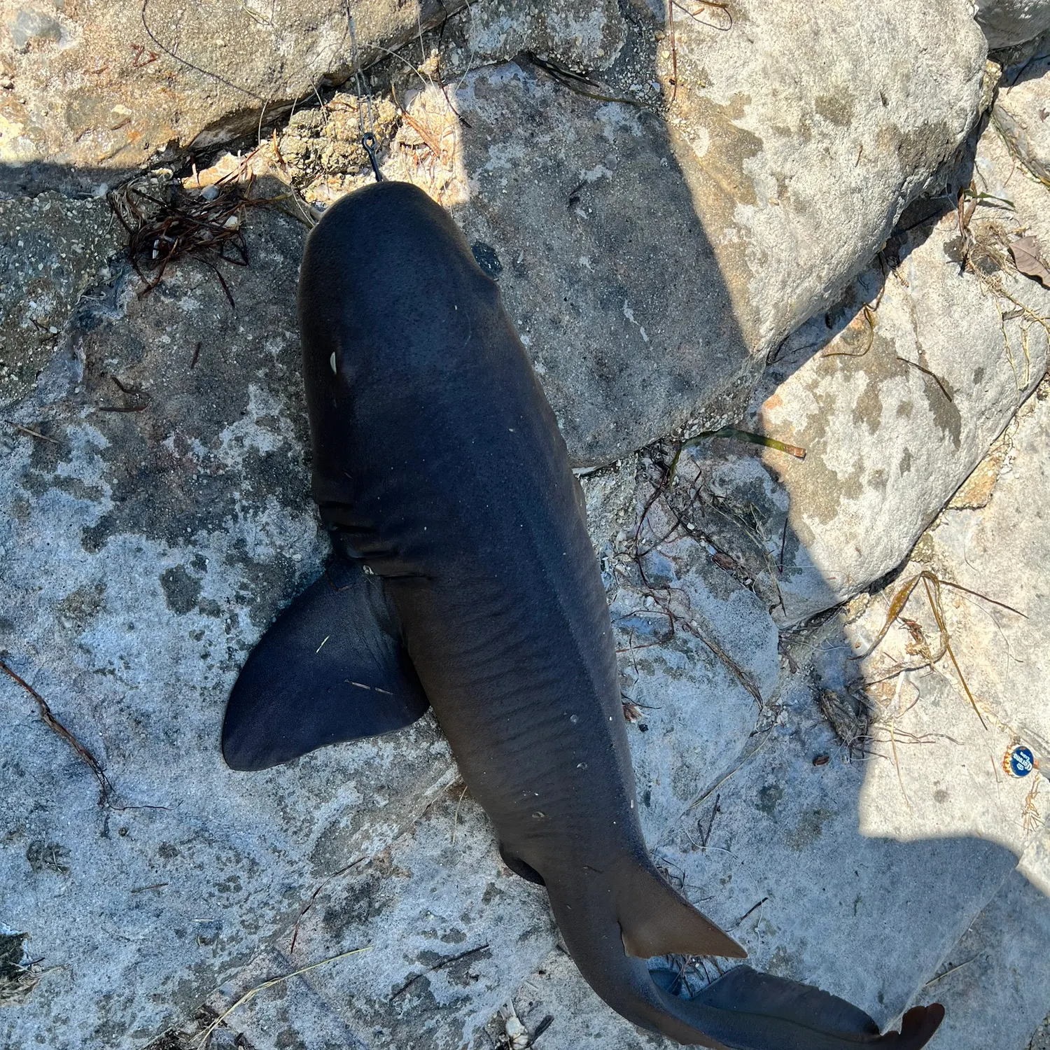 Nurse shark caught on Fishbrain