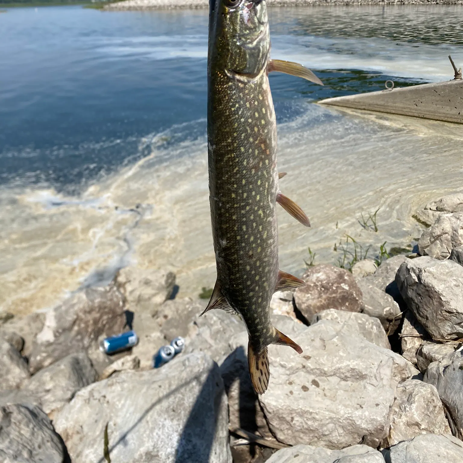 Northern pike caught on Fishbrain