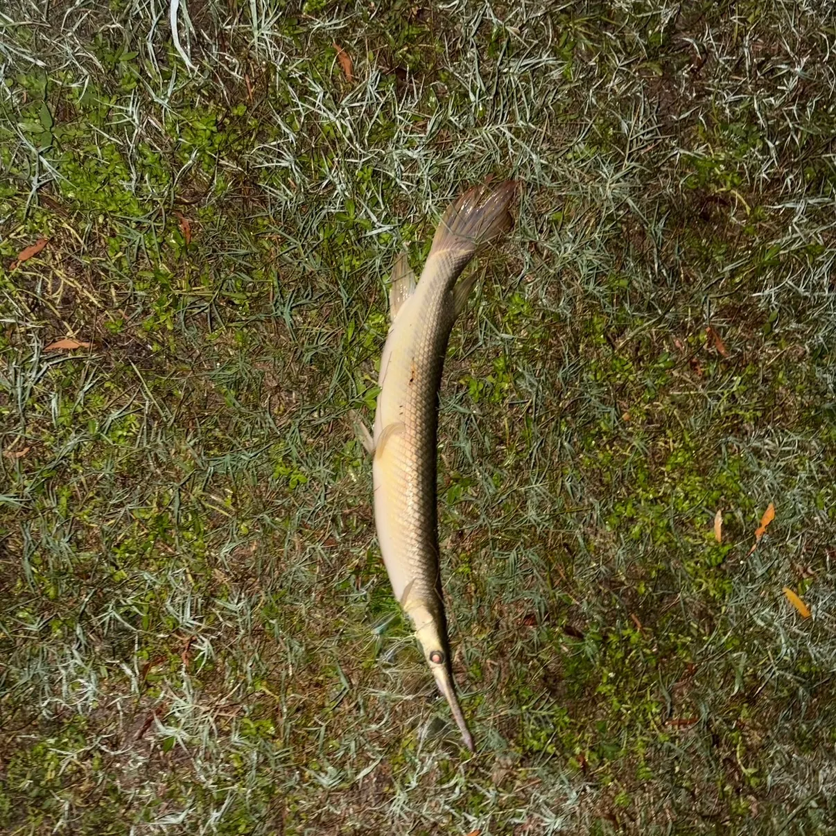 Shortnose gar caught on Fishbrain