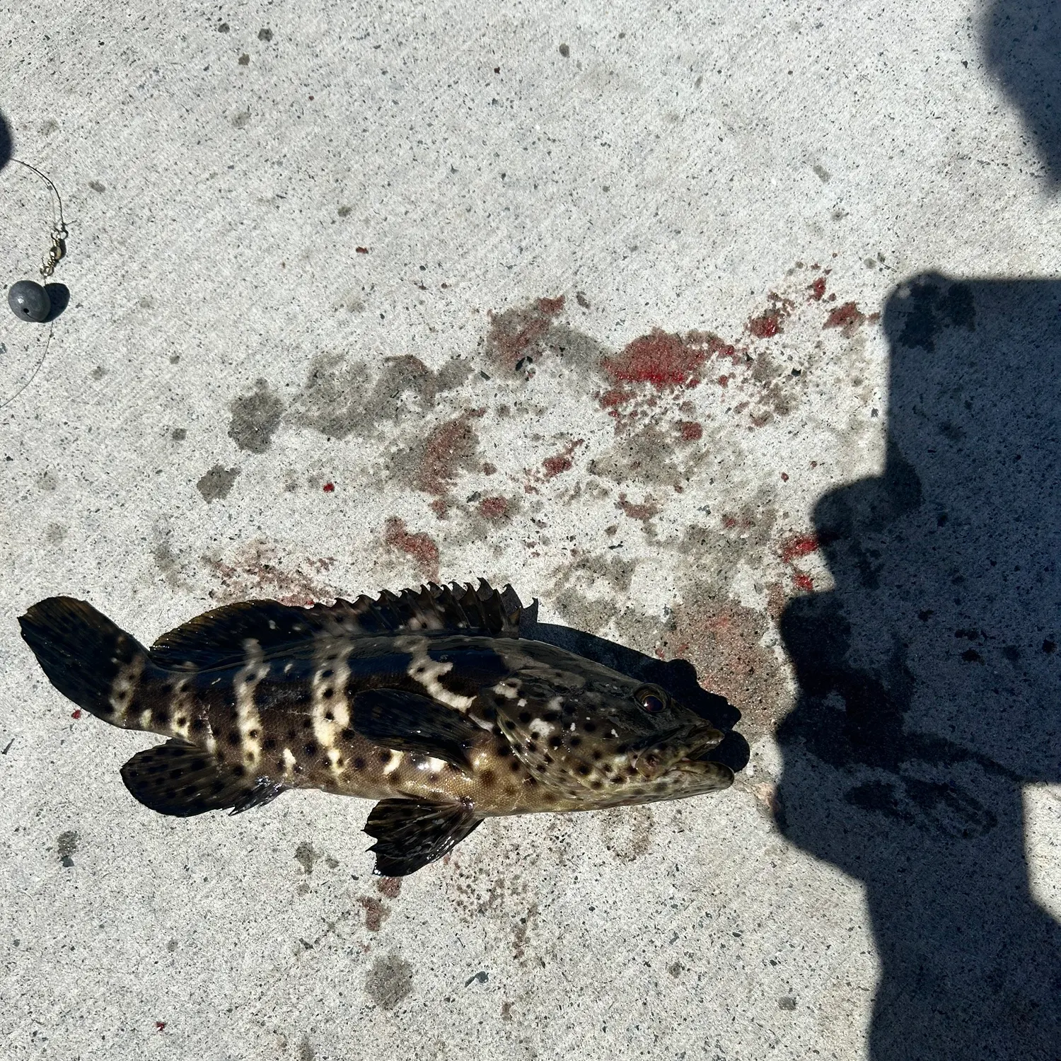 The most recent Orange-spotted grouper catches on Fishbrain