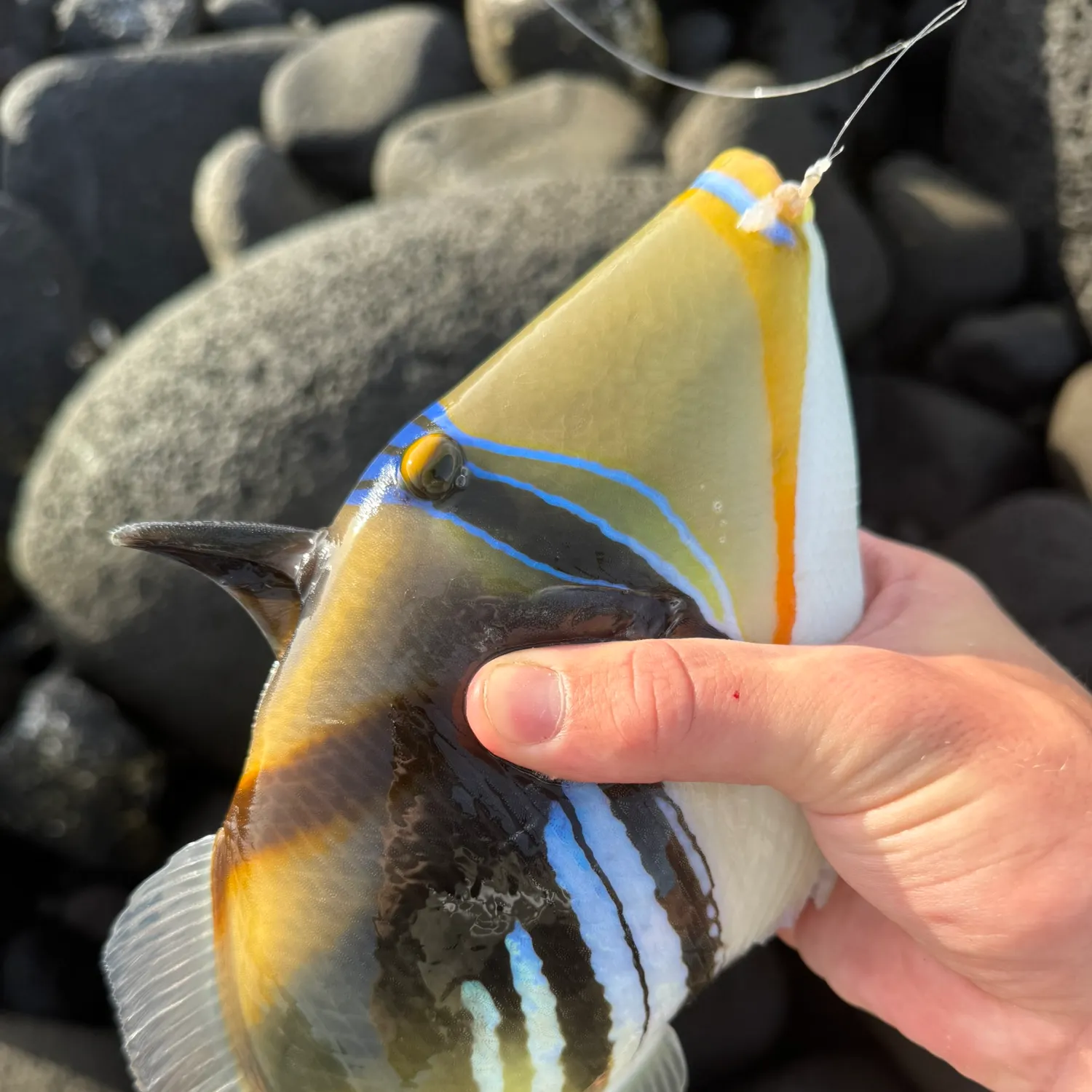 The most recent Lagoon triggerfish catches on Fishbrain