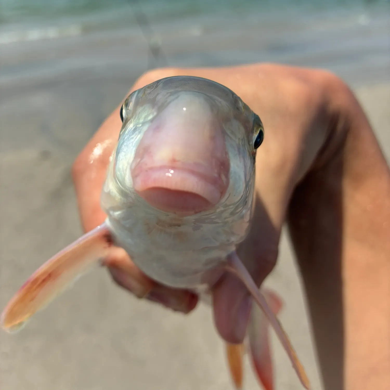 The most recent Shorthead redhorse catches on Fishbrain