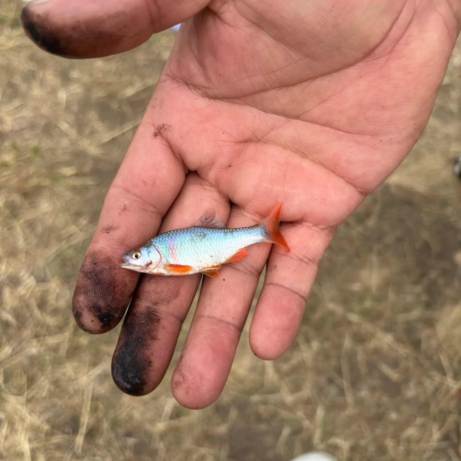 The most recent Red shiner catches on Fishbrain