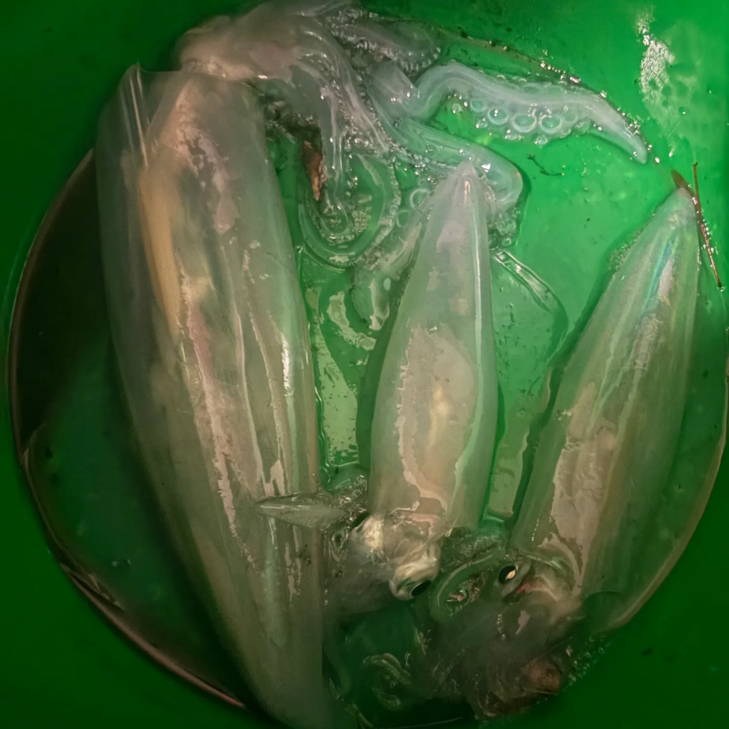 Southern calamari caught on Fishbrain
