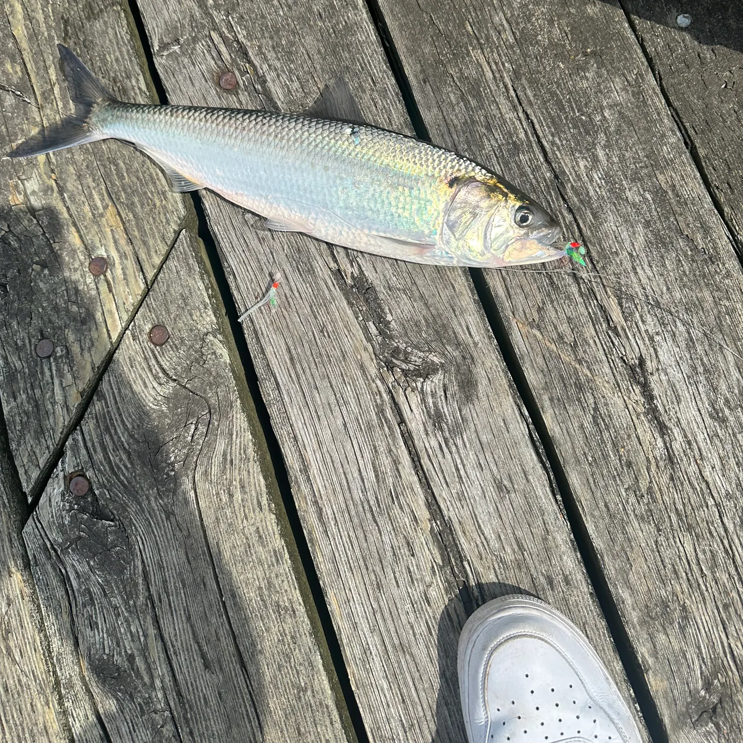 The most recent American shad catches on Fishbrain