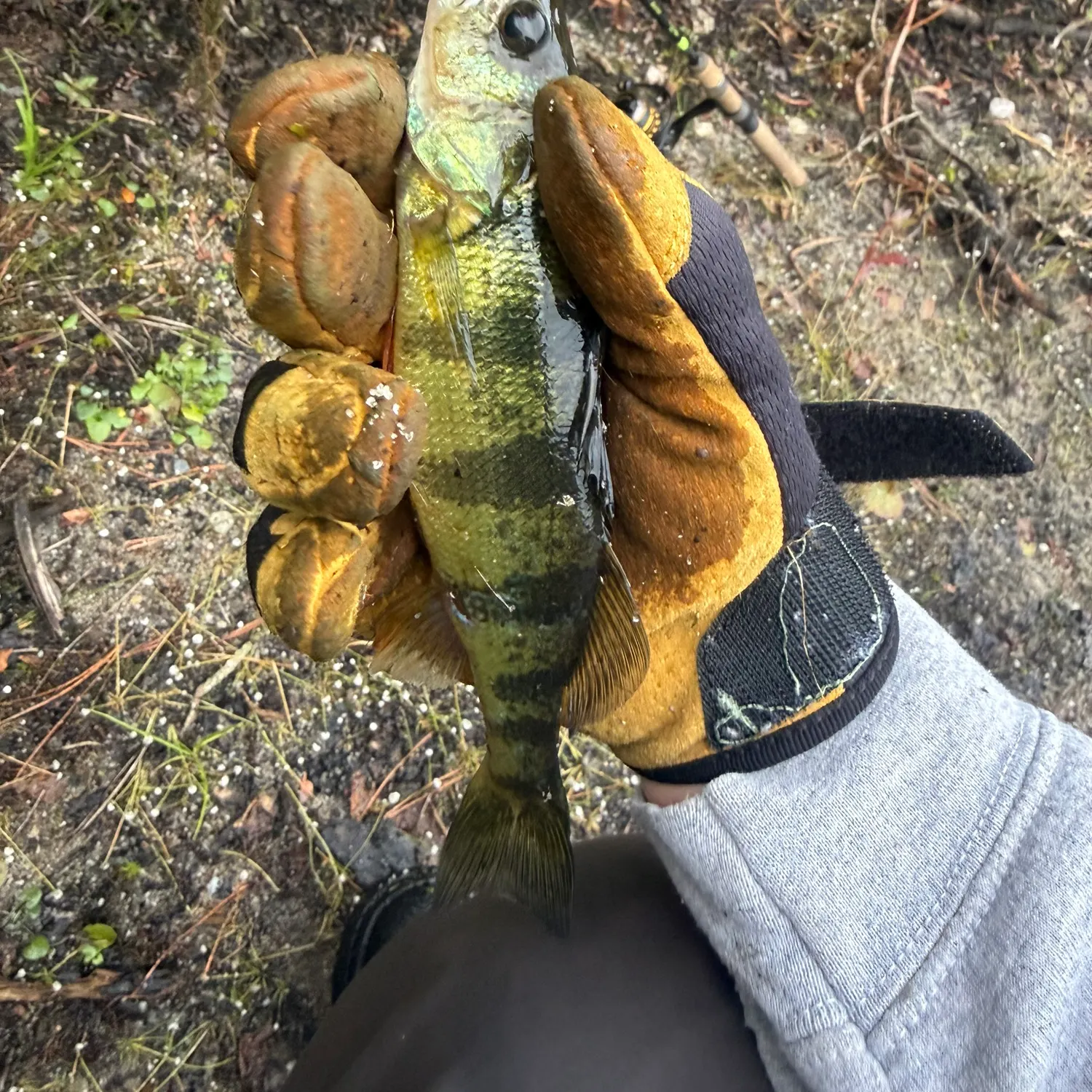 Yellow perch caught on Fishbrain