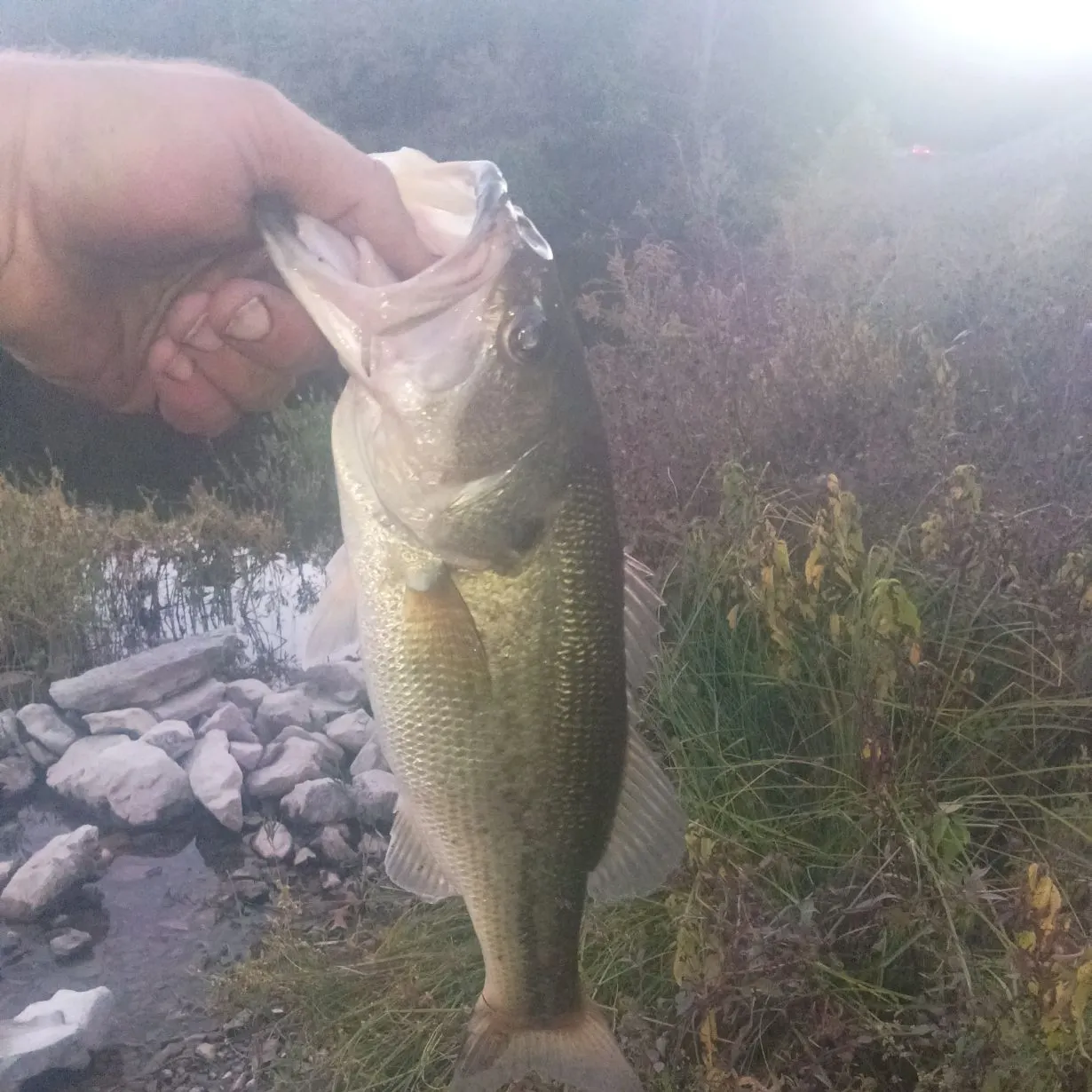 Largemouth bass caught on Fishbrain