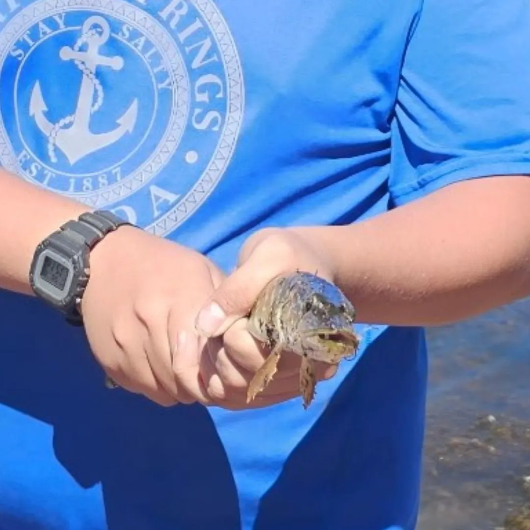 Northern pike caught on Fishbrain