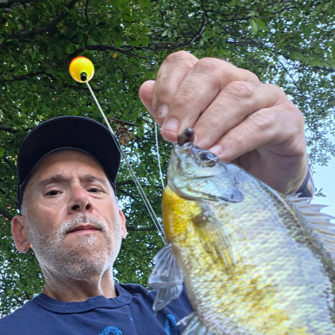 Bluegill caught on Fishbrain