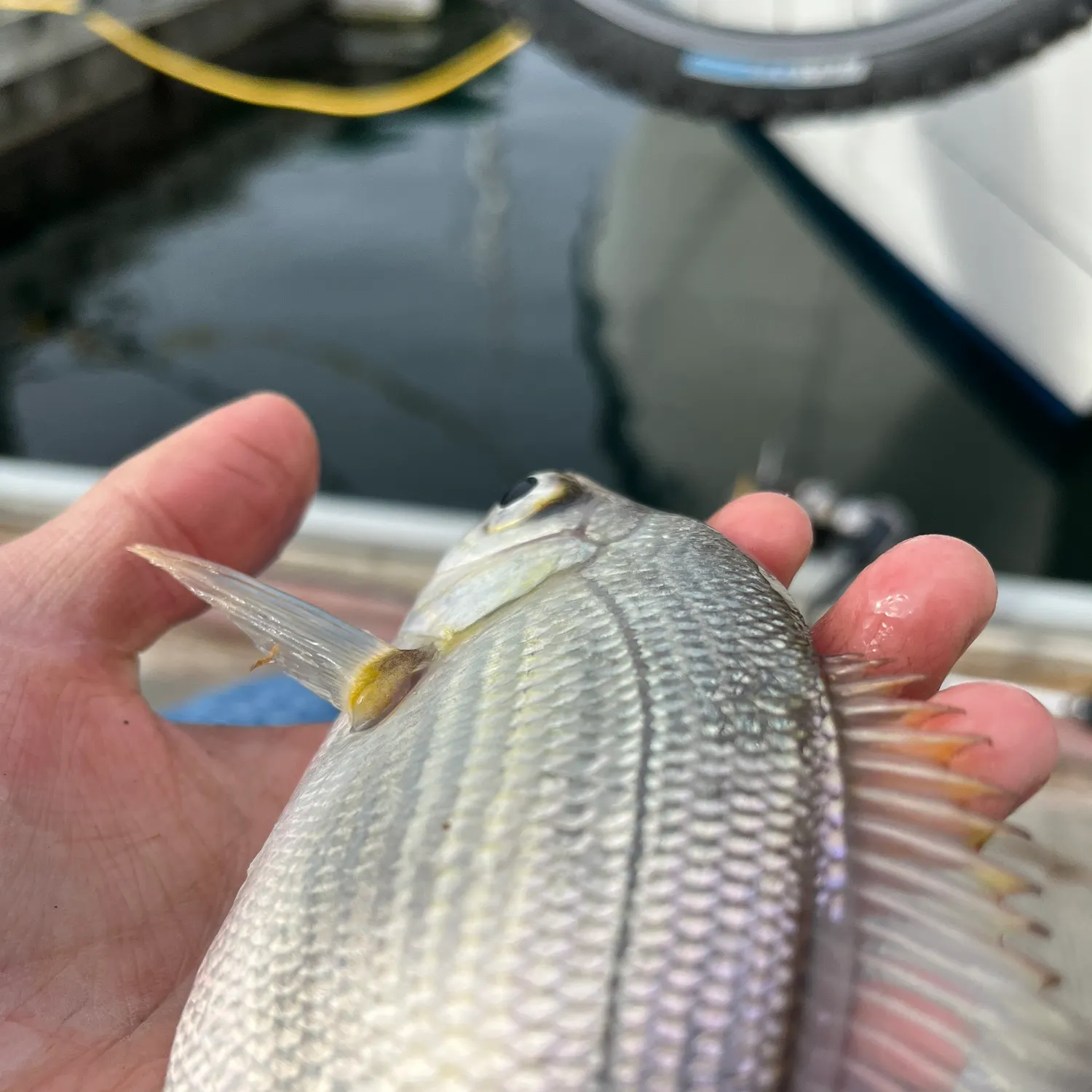 The most recent White seaperch catches on Fishbrain
