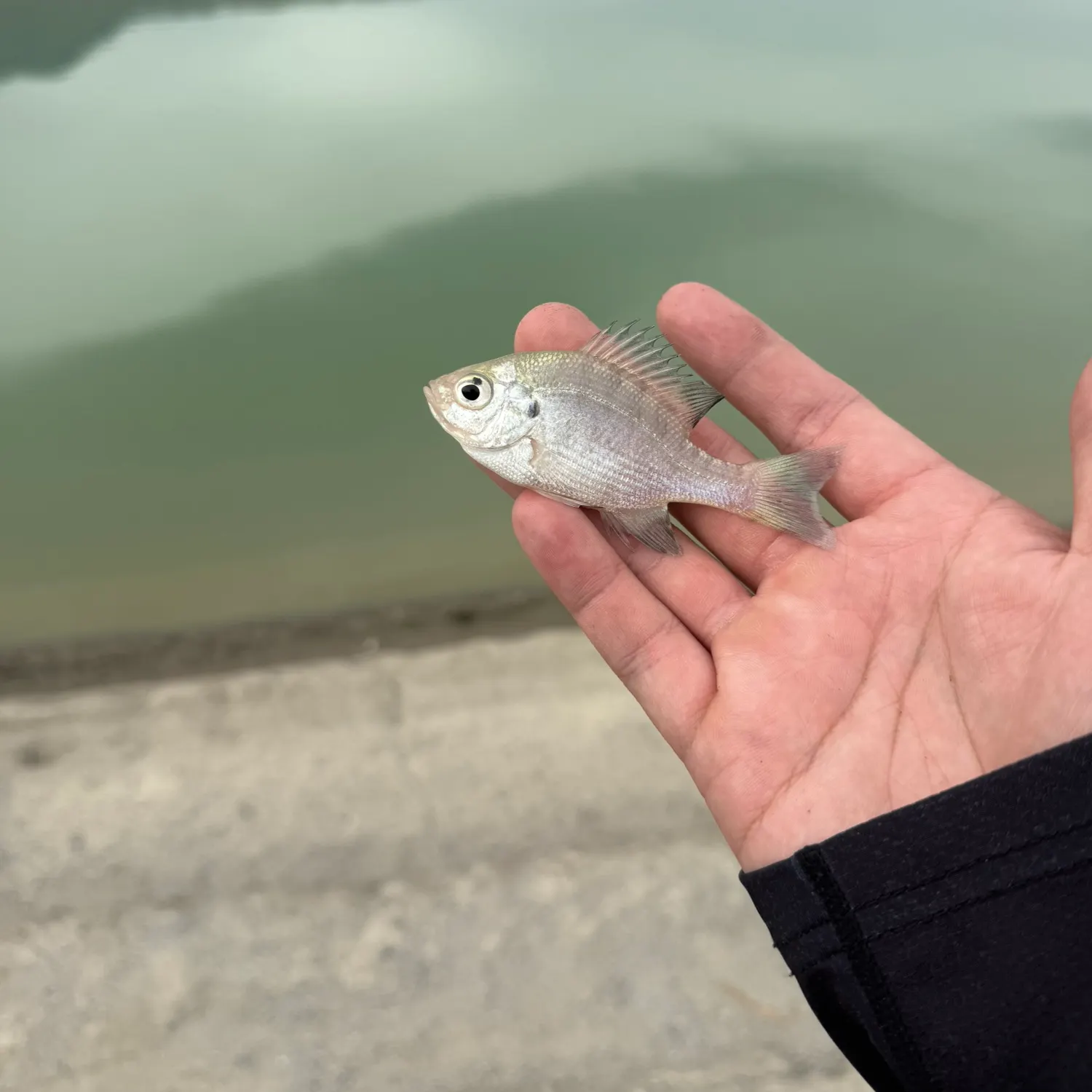 Bluegill caught on Fishbrain