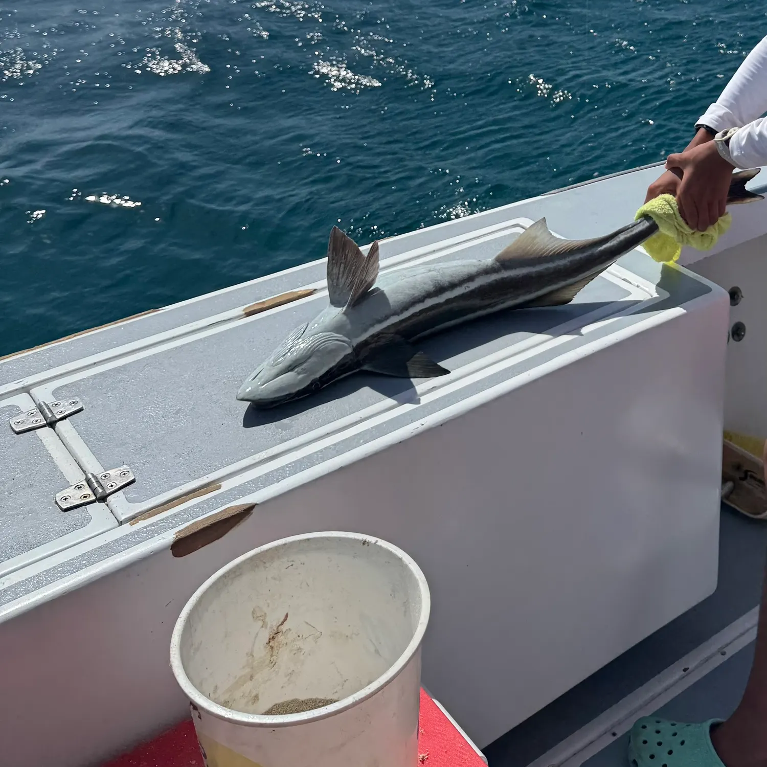 Live sharksucker caught on Fishbrain
