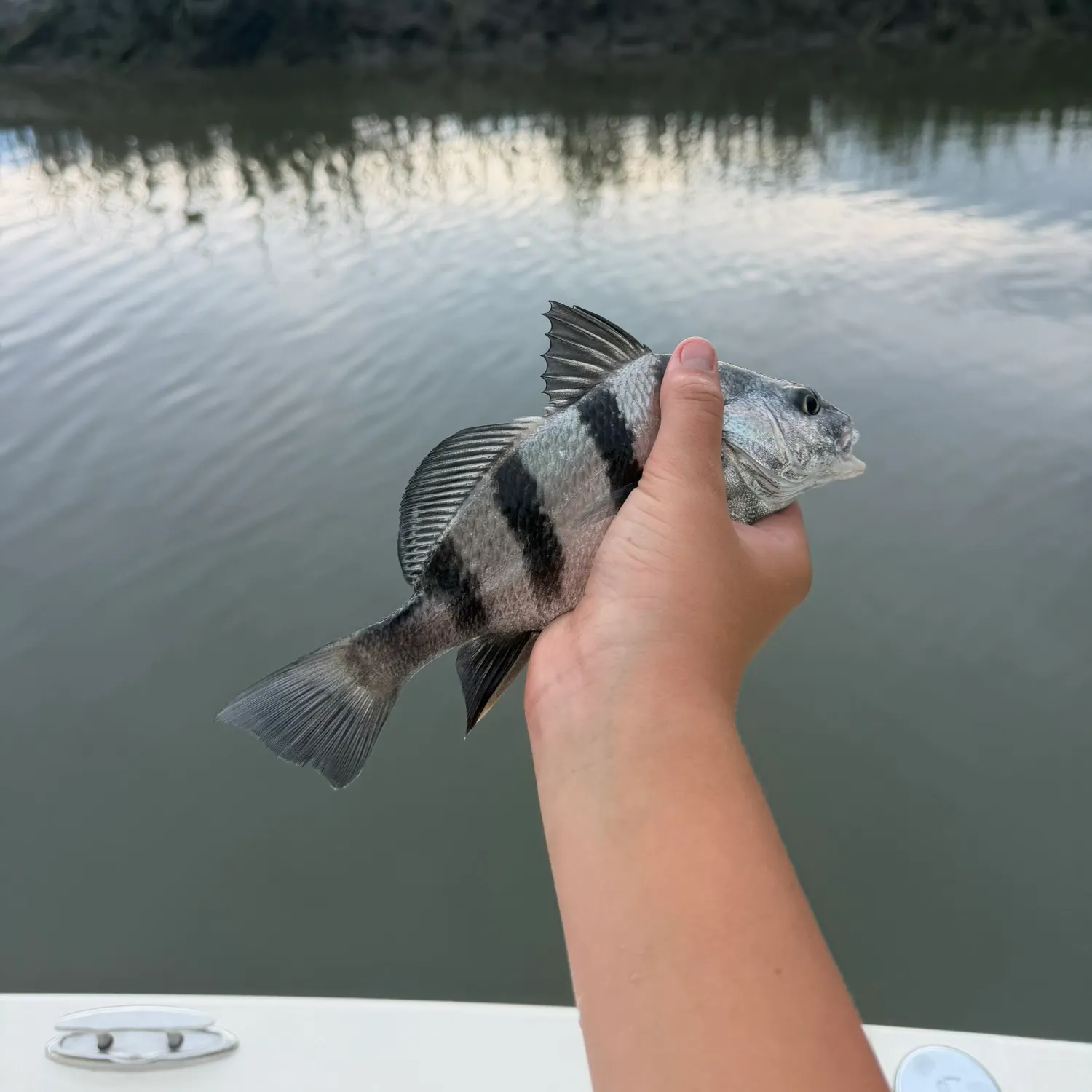 Black drum caught on Fishbrain