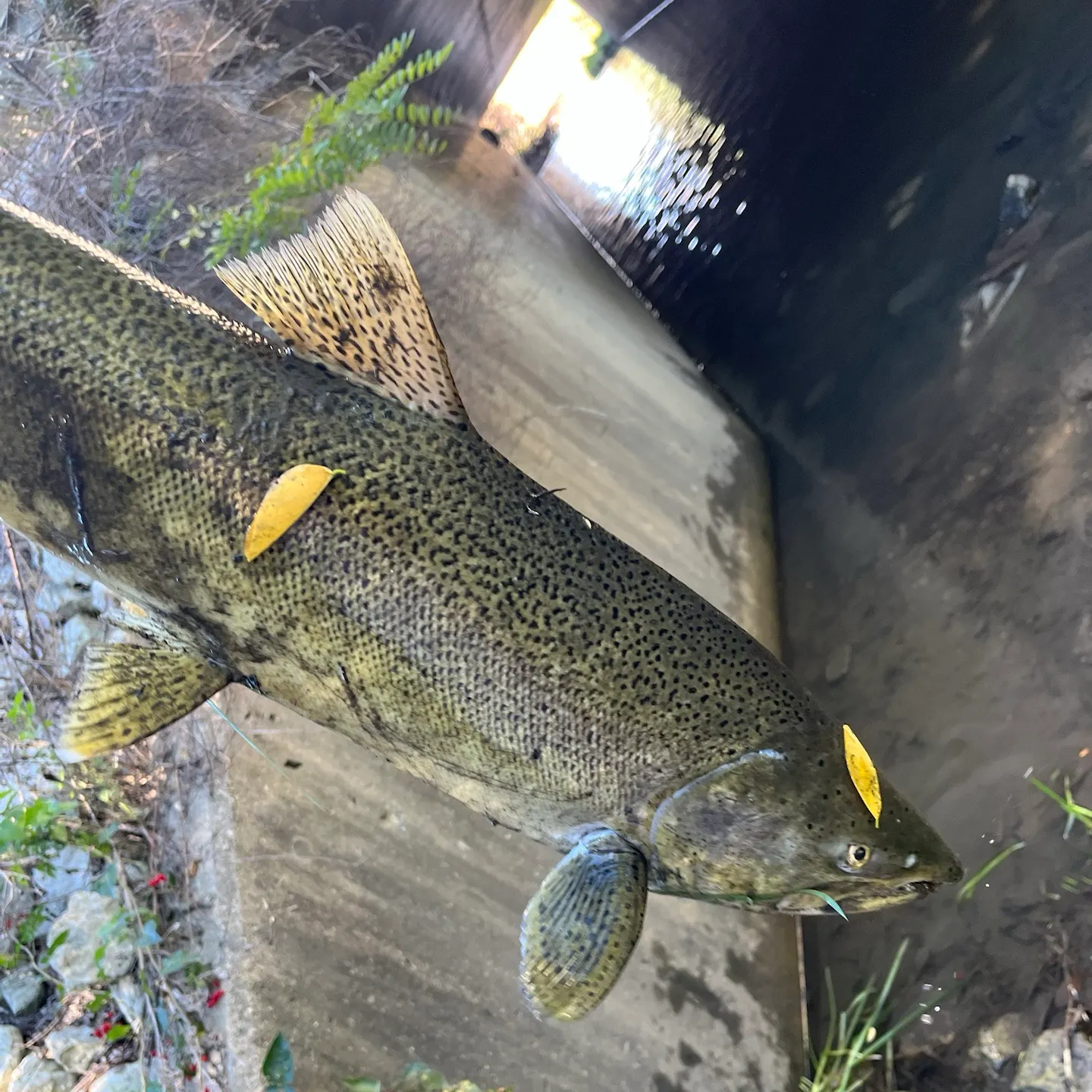 The most recent Pink salmon catches on Fishbrain